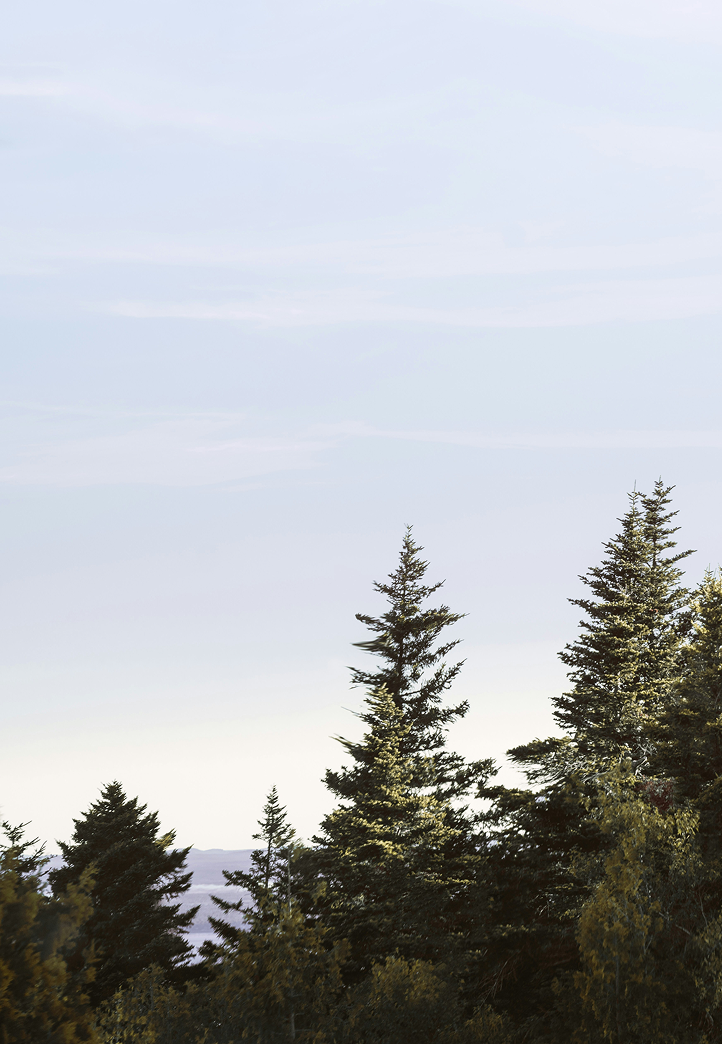 Forested Maine coastline representing Cornerstone's commitment to community and environmental impact