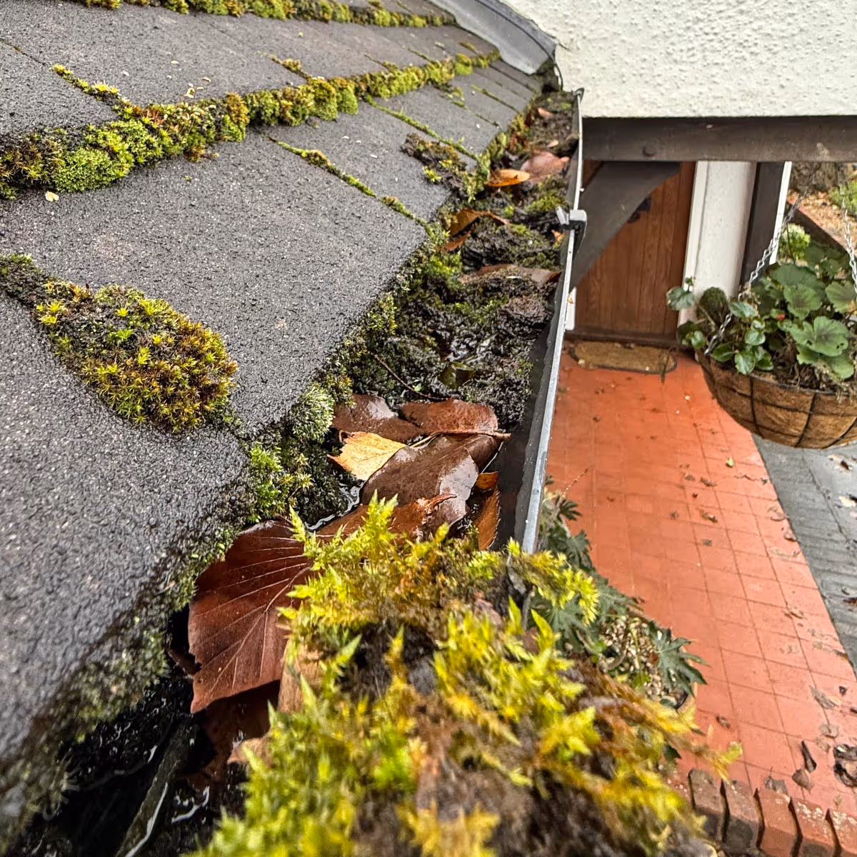 Gutters that are clogged with leaves and debris.