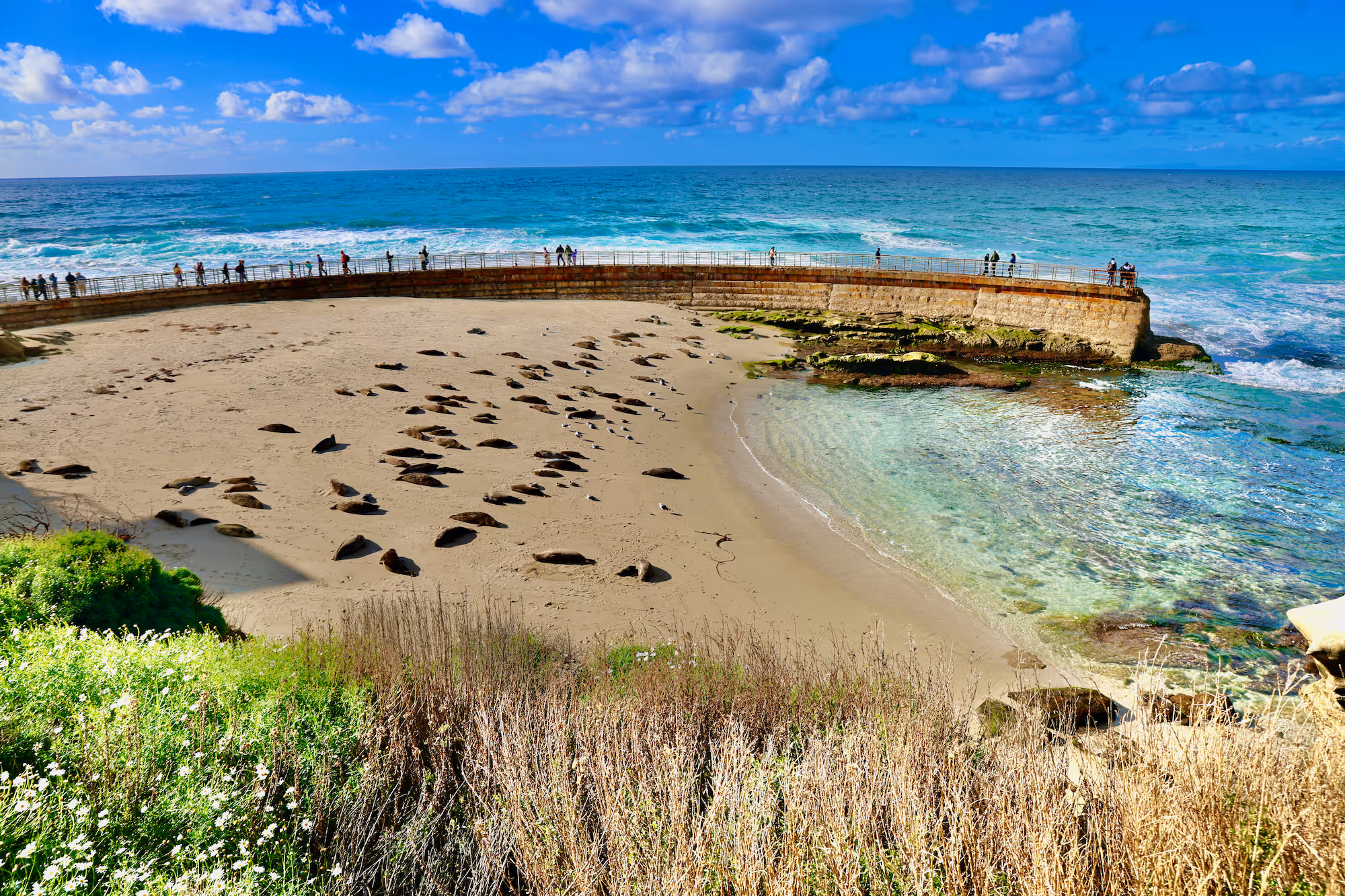 Sandy beach cove with sea lions resting on the sand, bordered by a curved concrete seawall and clear blue ocean under a partly cloudy sky.