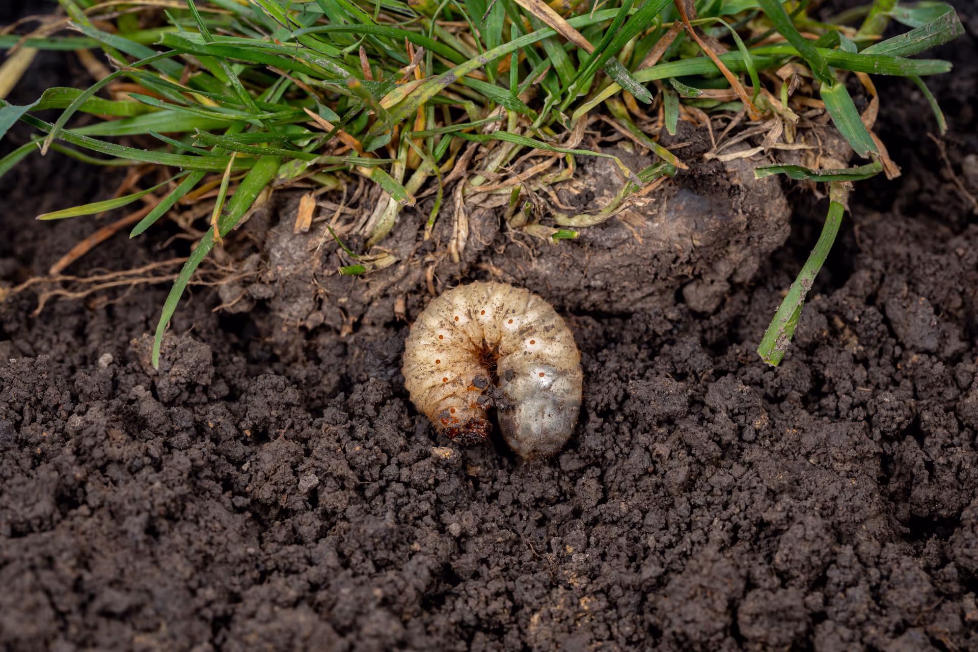 Grub Control