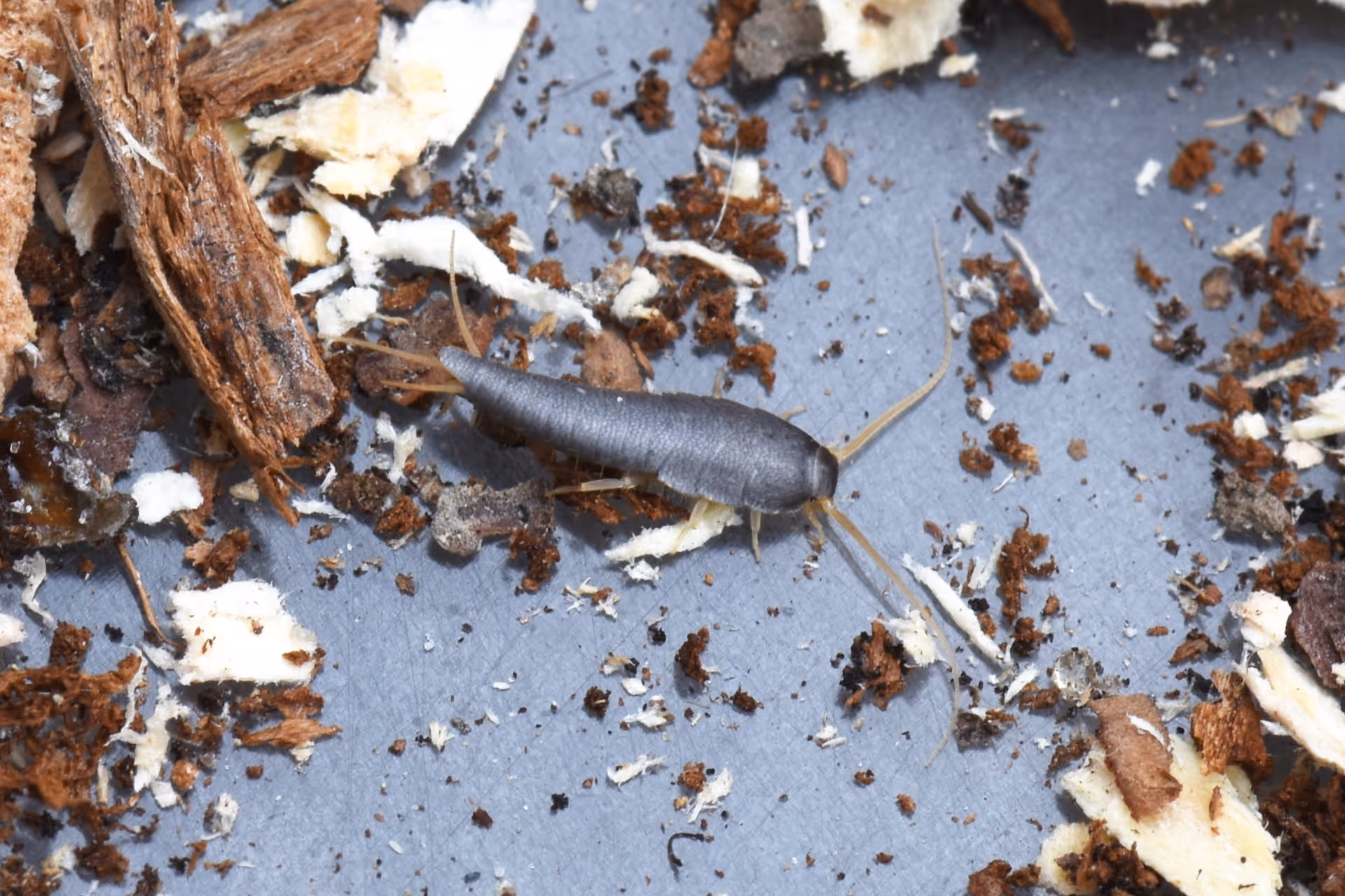 Insect Control