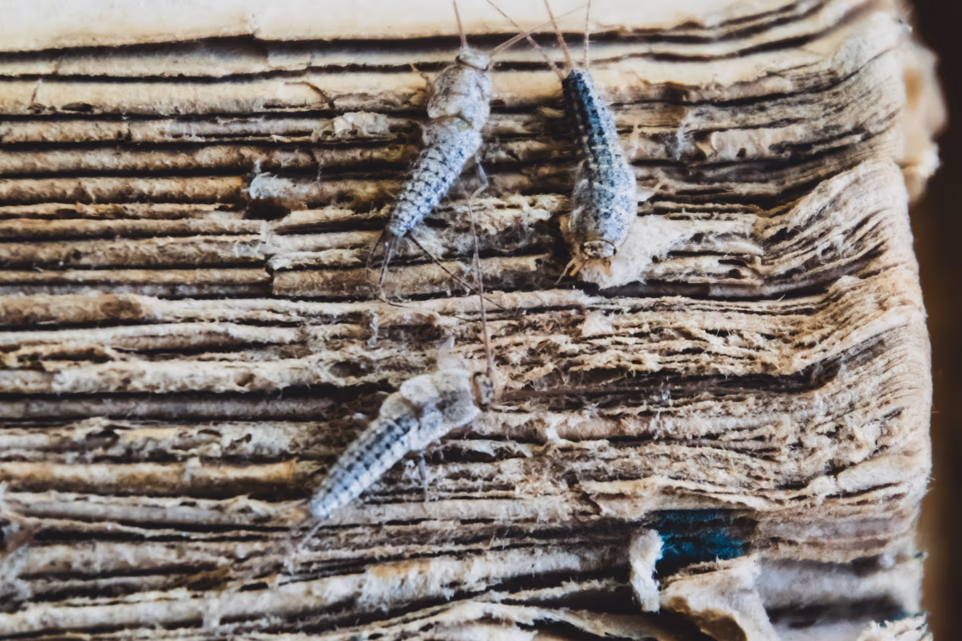 silverfish Control