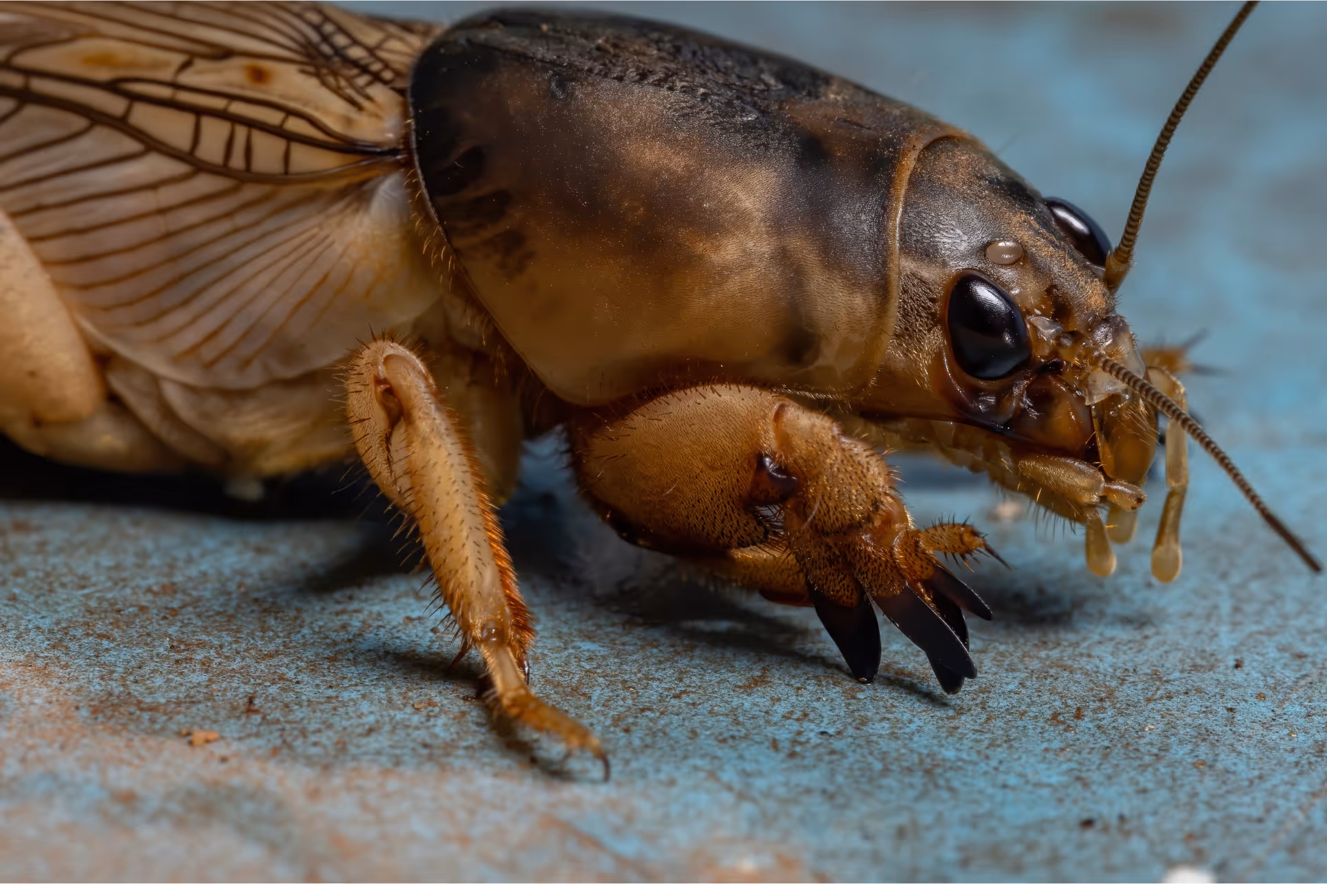 Insect  mole