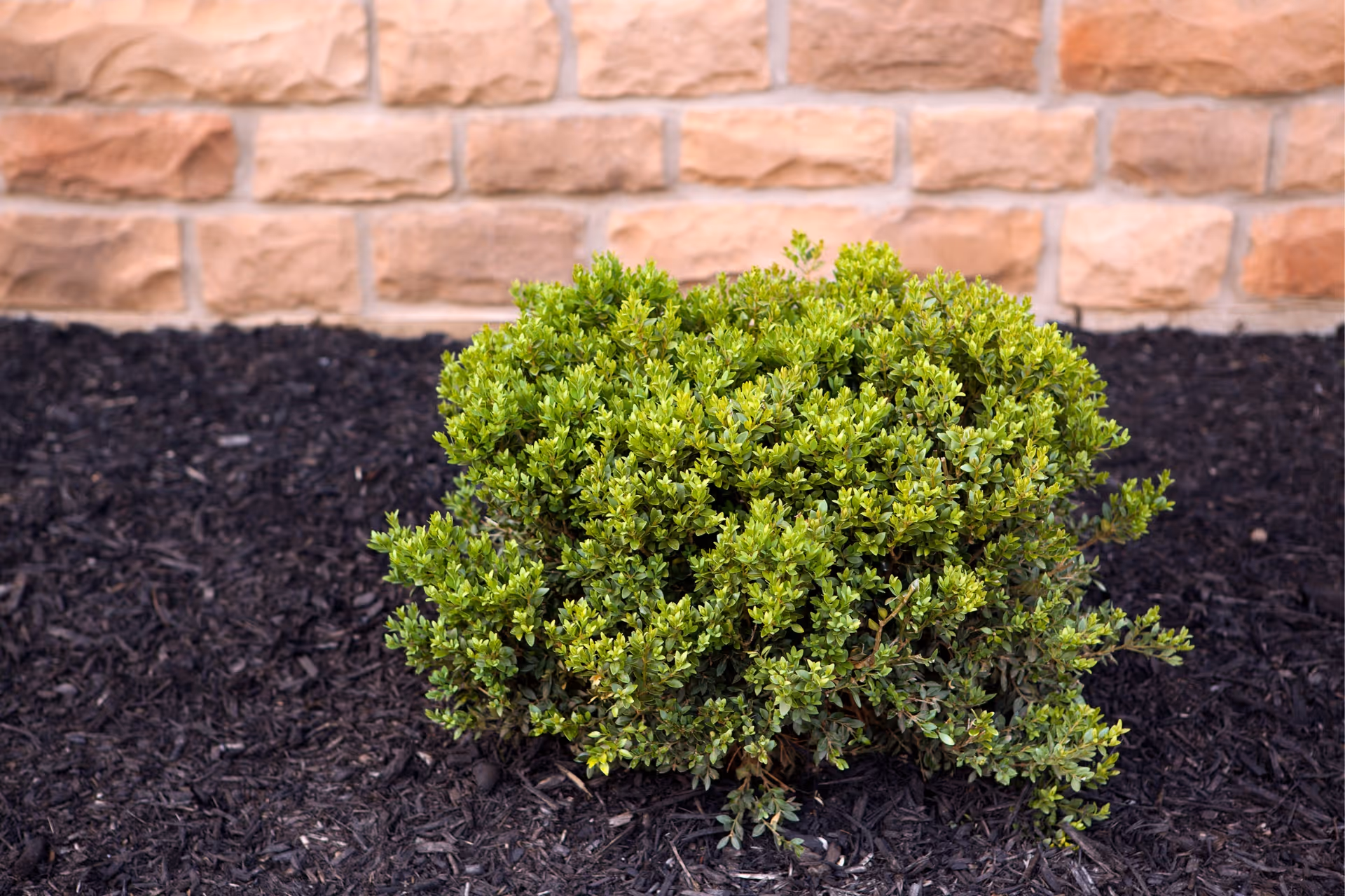 fertilization Lawn