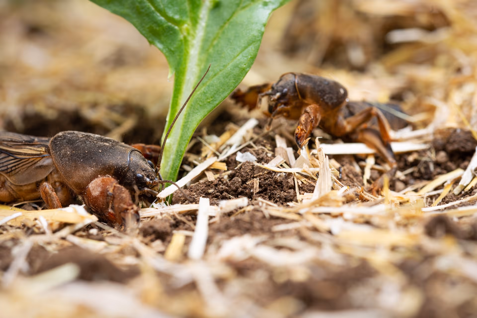 Grub Control