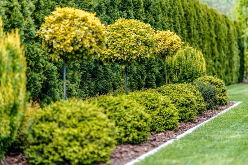 weed control