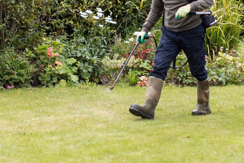 Lawn Disease & Fungus