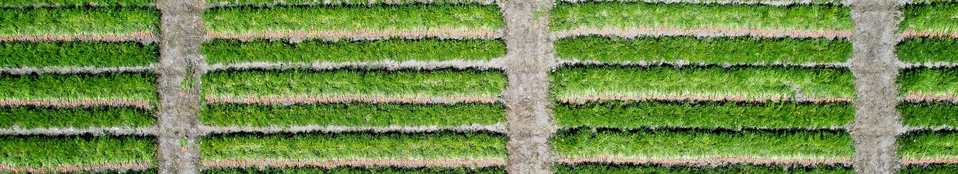Aerial view of rows of Carrot crop grow out in trial plot