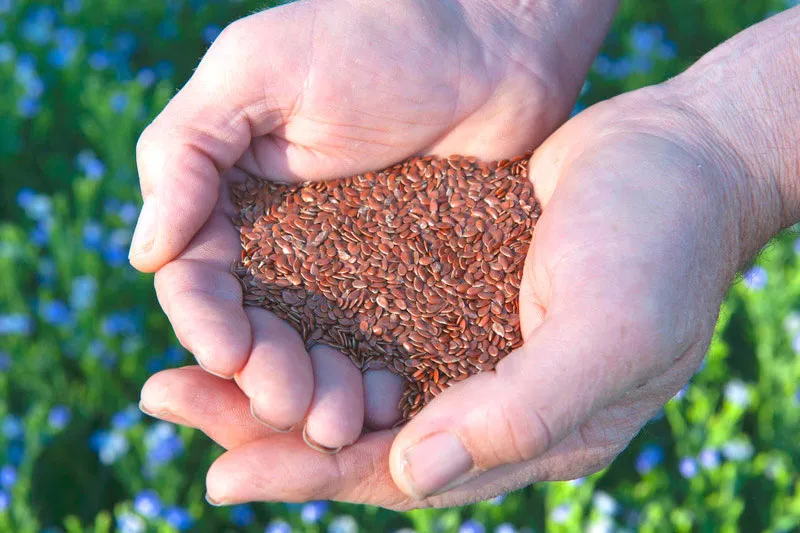 Close up of hands with Flaxseed (Linseed) in cupped hands with Flaxseed crop in flower in background