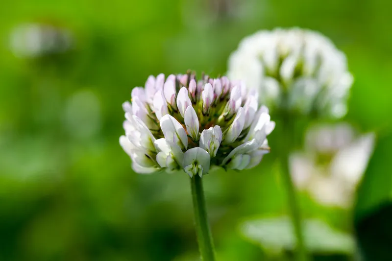 Close up of Clover Flower