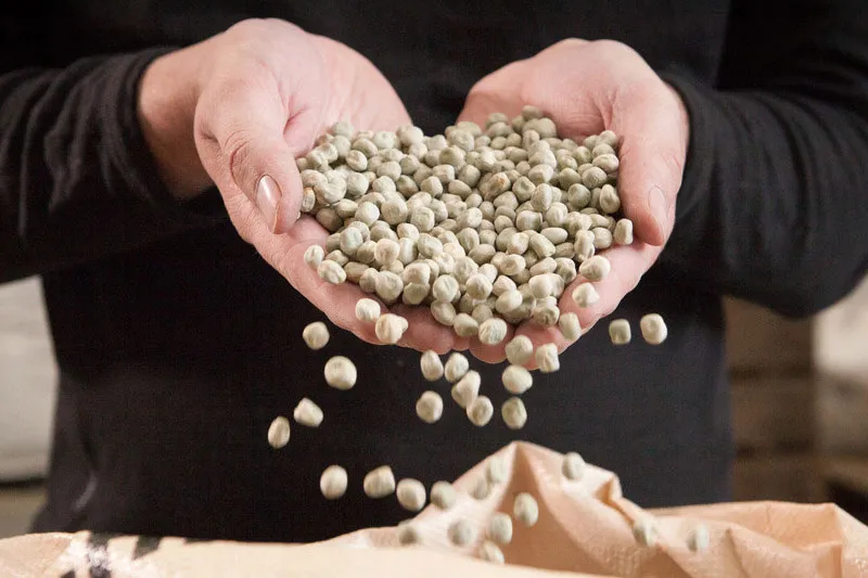 Close up of Marrowfat peas falling from cupped hands into seed bag