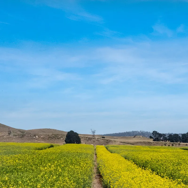 Canola Crop in Tasmania