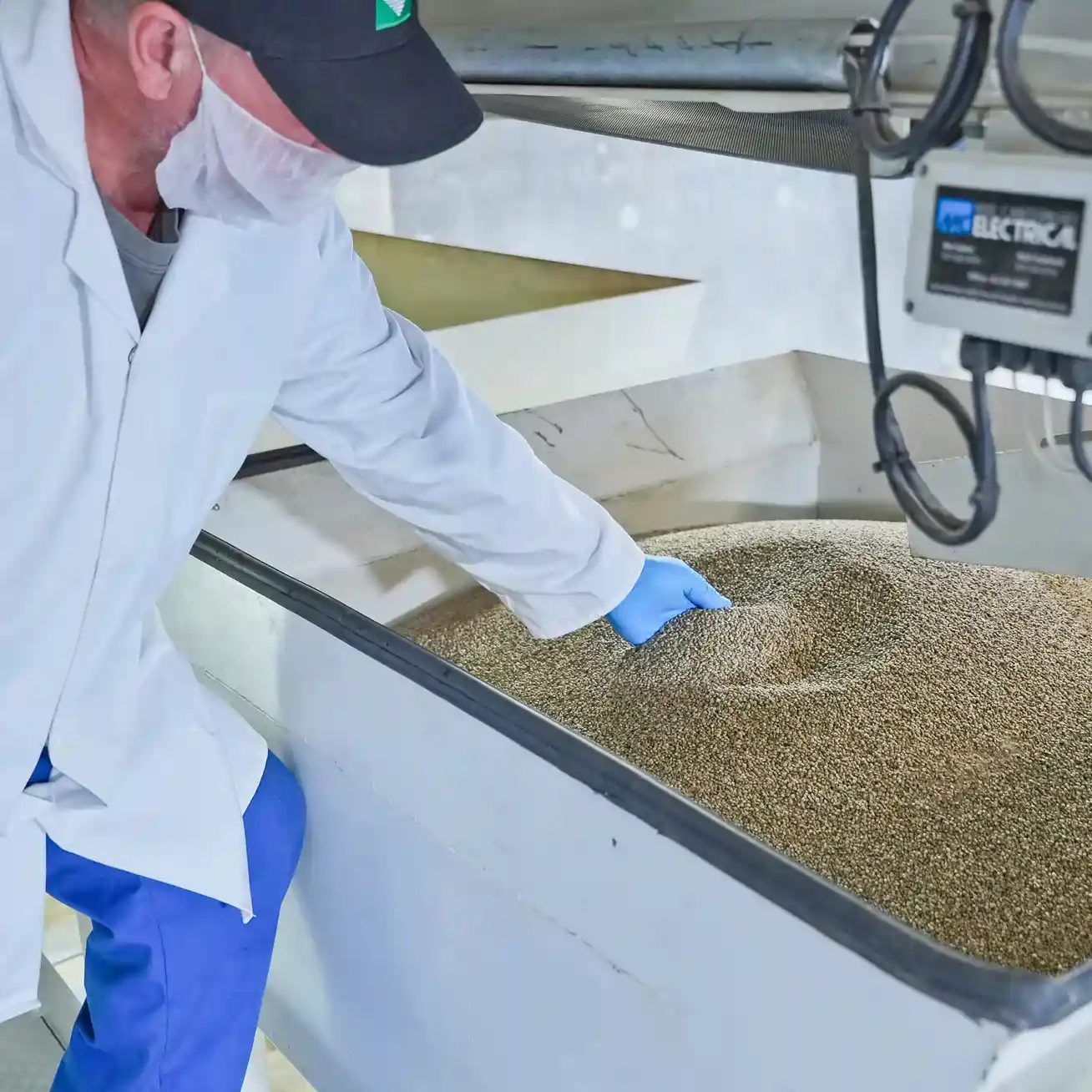 Man with beard mask and gloves, inspecting hemp seeds in extraction vat