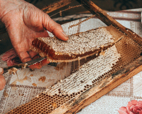 Honey comb in a wooden frame being cut out by an knife