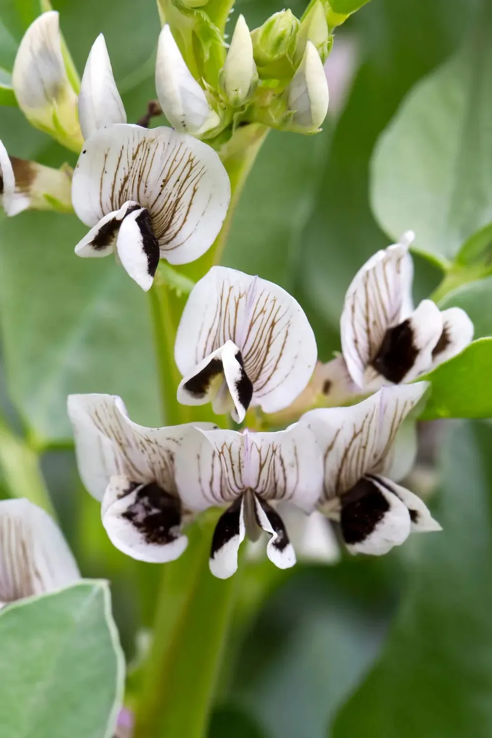 Faba Bean Flower in bloom