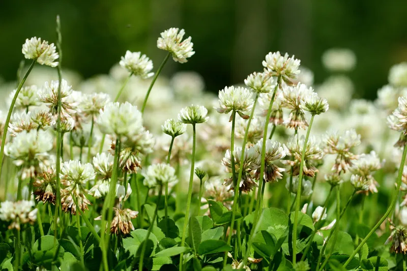 Close up of clover crop, white white flower in bloom