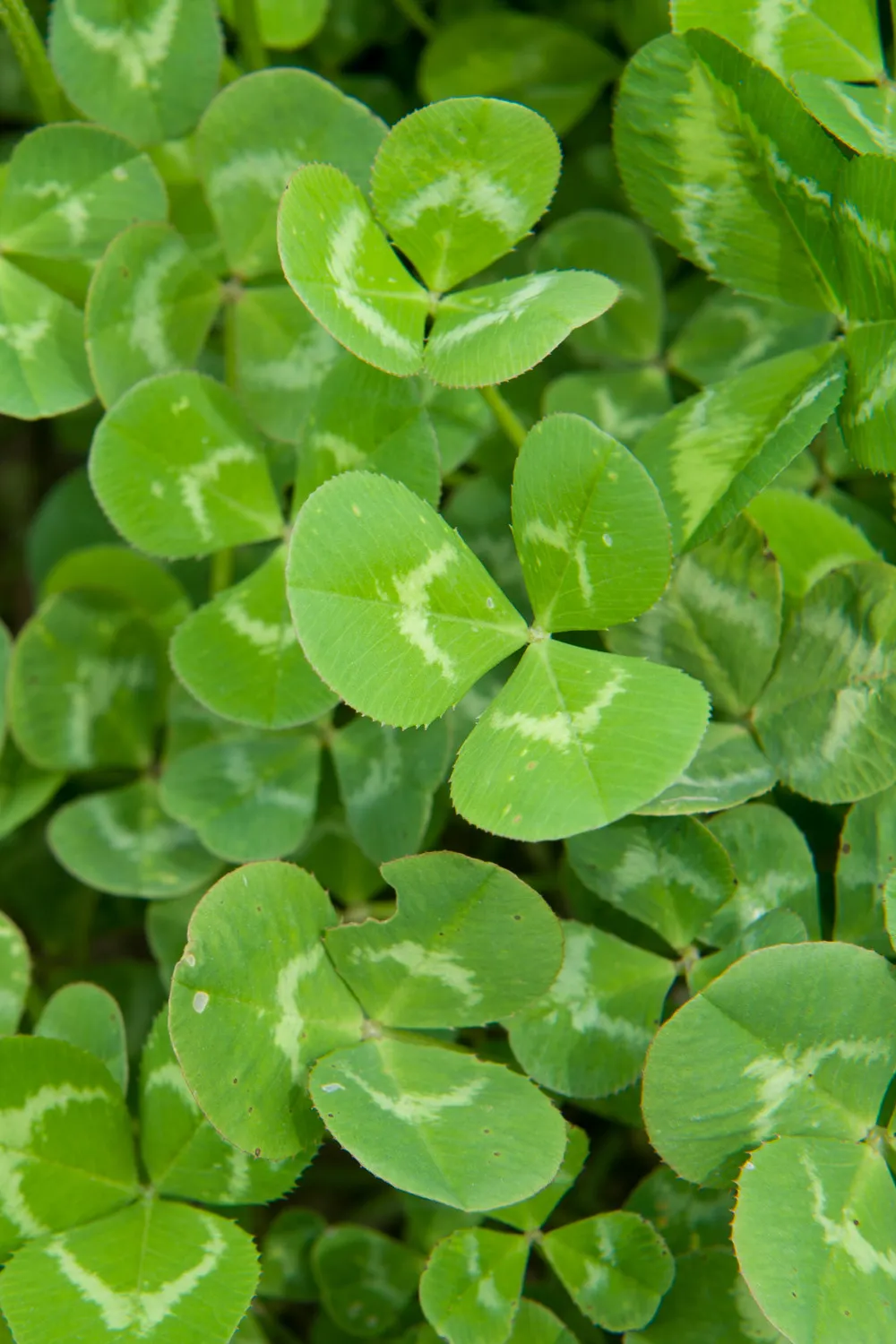 Close up of three leaf green clover 