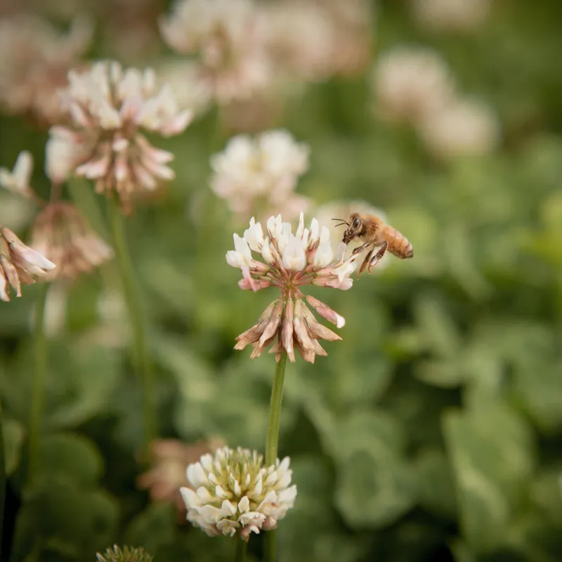 Bee collecting pollen from a clover flower