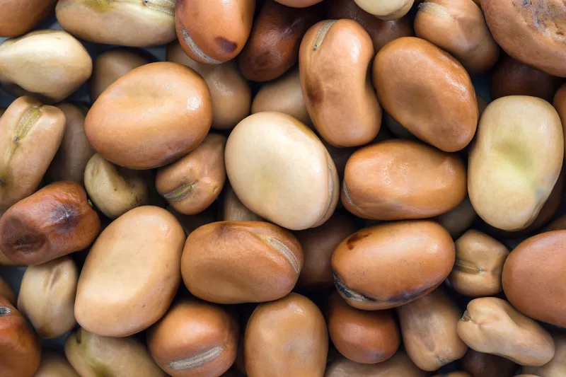 Close Up Faba Beans