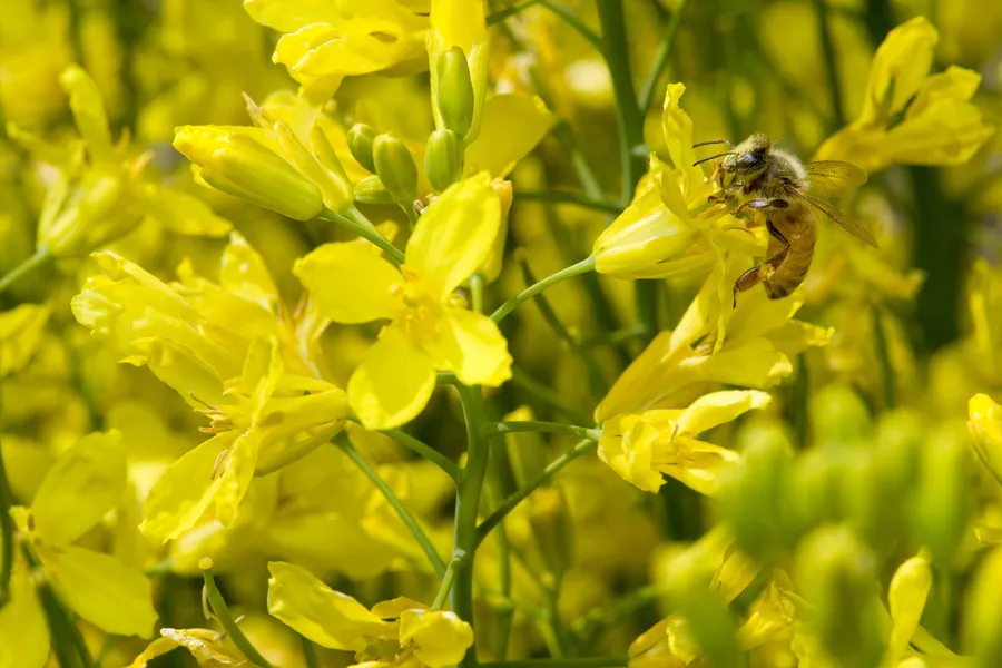 Bee collecting pollen from hybrid brassica crop