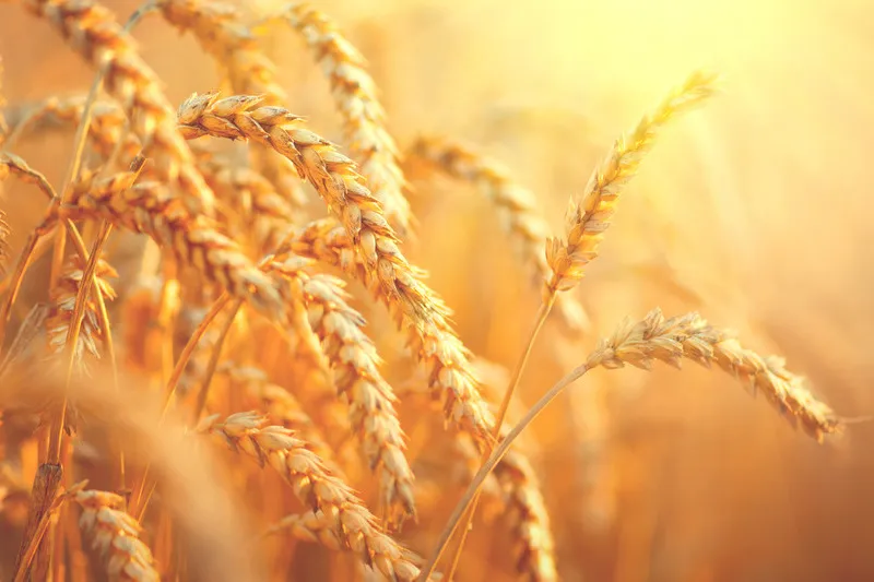 Close up of wheat crop ready for harvest