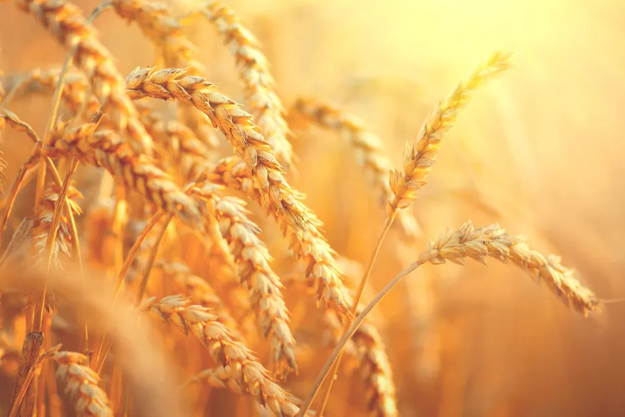 Close up of wheat crop ready for harvest