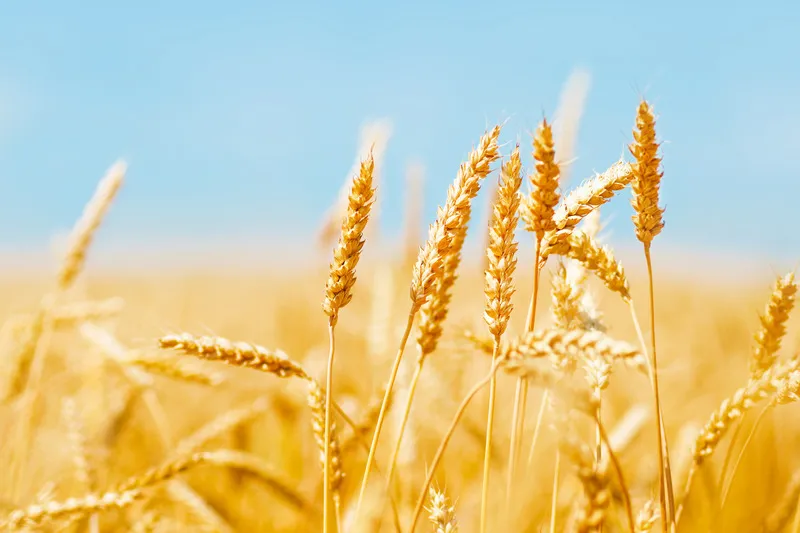 Close up of golden wheat crop with blue sky in background