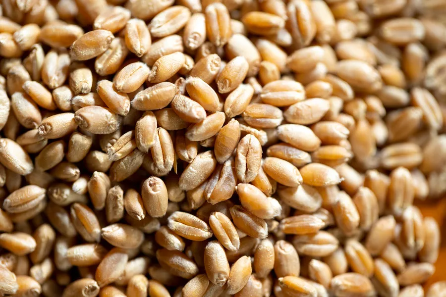 Close up pearled barley in a pile