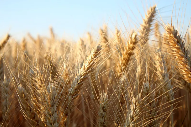 Barley crop ready for harvest with blue sky in background