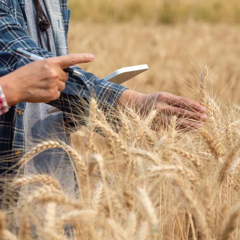 Close up of two people inspecting barley crop