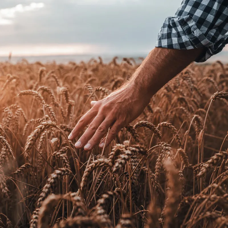 A man's hand running through a wheat crop ready for harvest