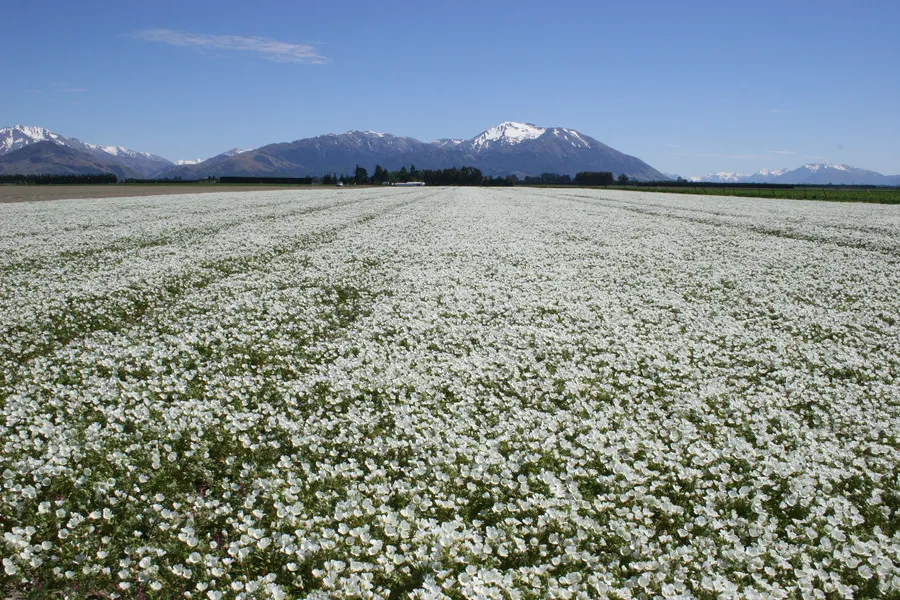 Meadowfoam crop in flower with southern alps and blue sky in the background