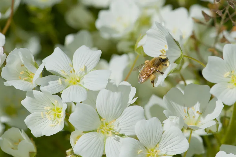 Close up of white meadowfoam flower with bee collecting nectar