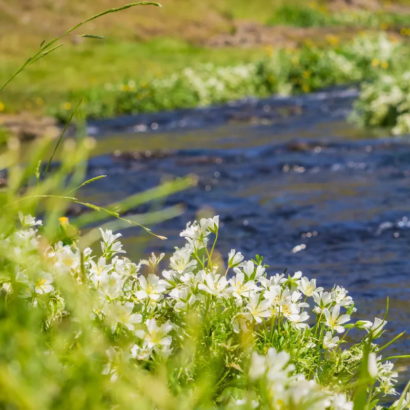 White meadowfoam flowering on river bank