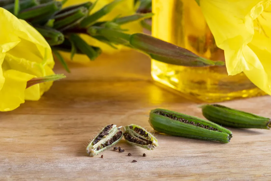Evening primrose seeds in pods lying on wooden table