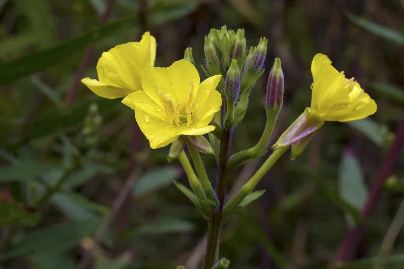 Close up of three yellow evening primrose flowers in bloom