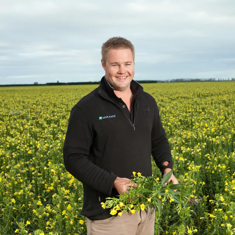 Man standing in a evening primrose field in full flower