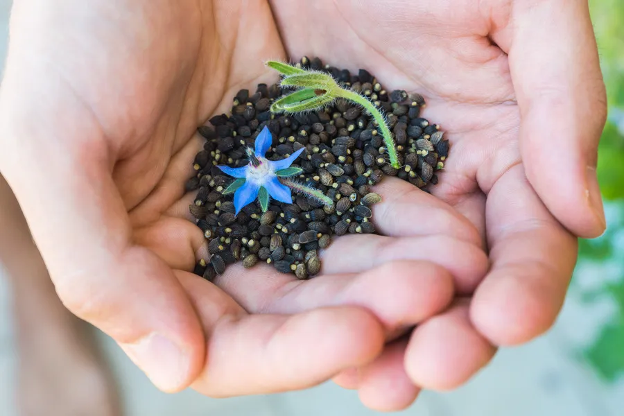 Close up of borage seeds in cupped hands