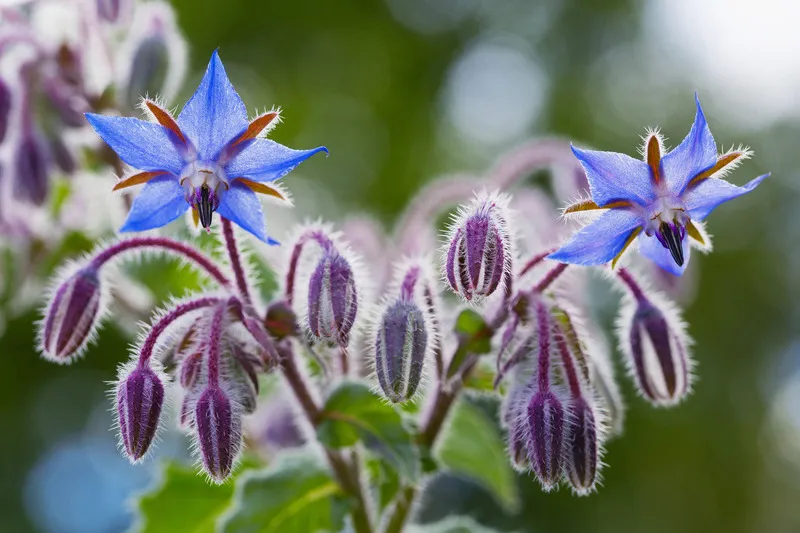 Close up of purple blooming borage flowers
