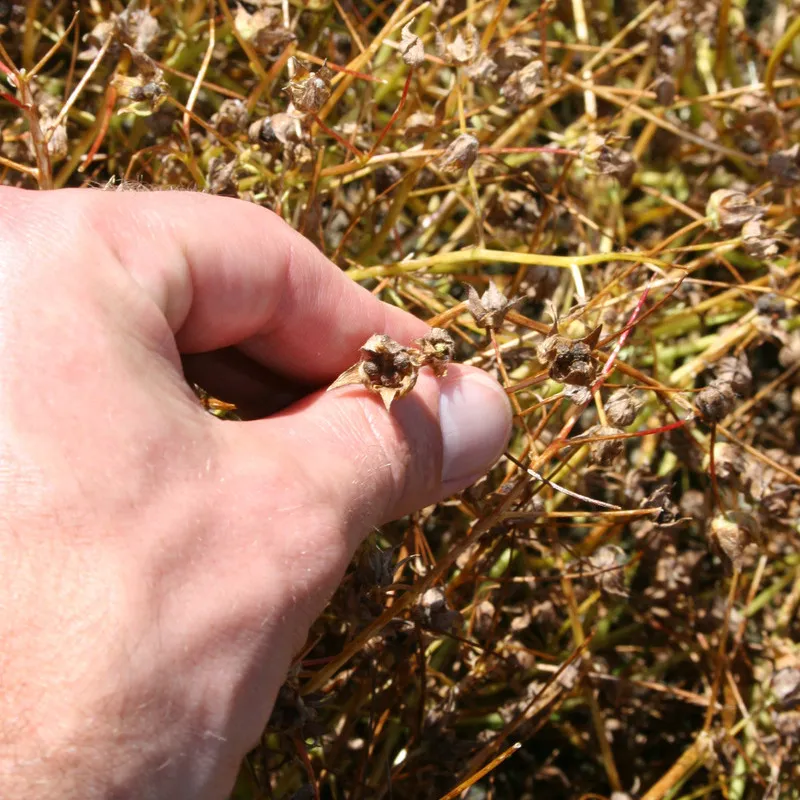 Hand inspecting borage pod ready for harvest