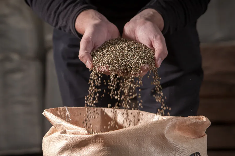 Hands holding machine dressed hemp seeds