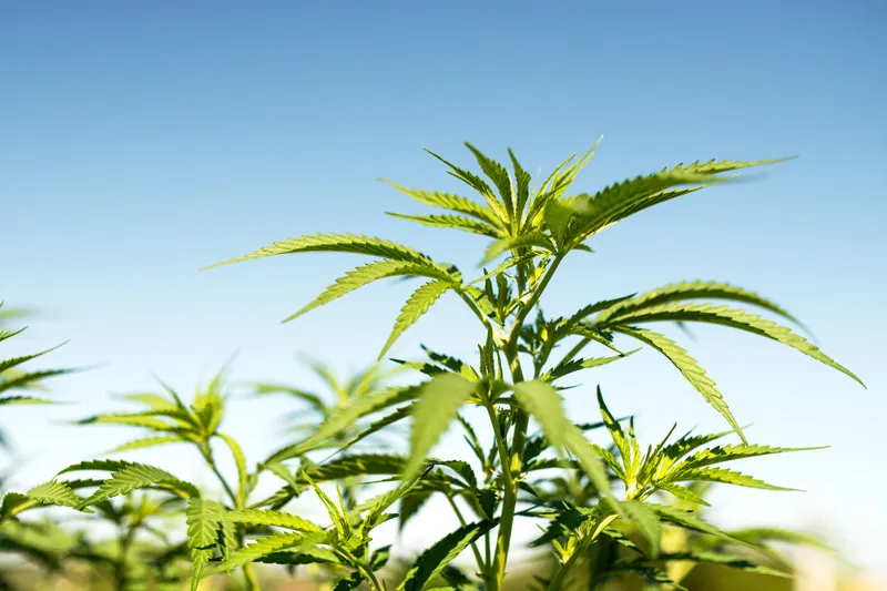 Hemp crop stalk with blue sky in the background