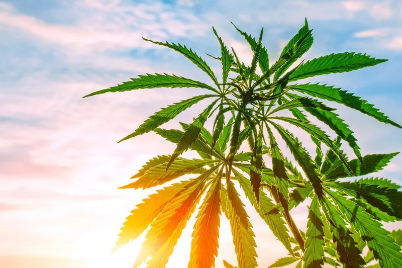 Sun shining on a hemp stalk with blue sky in the background