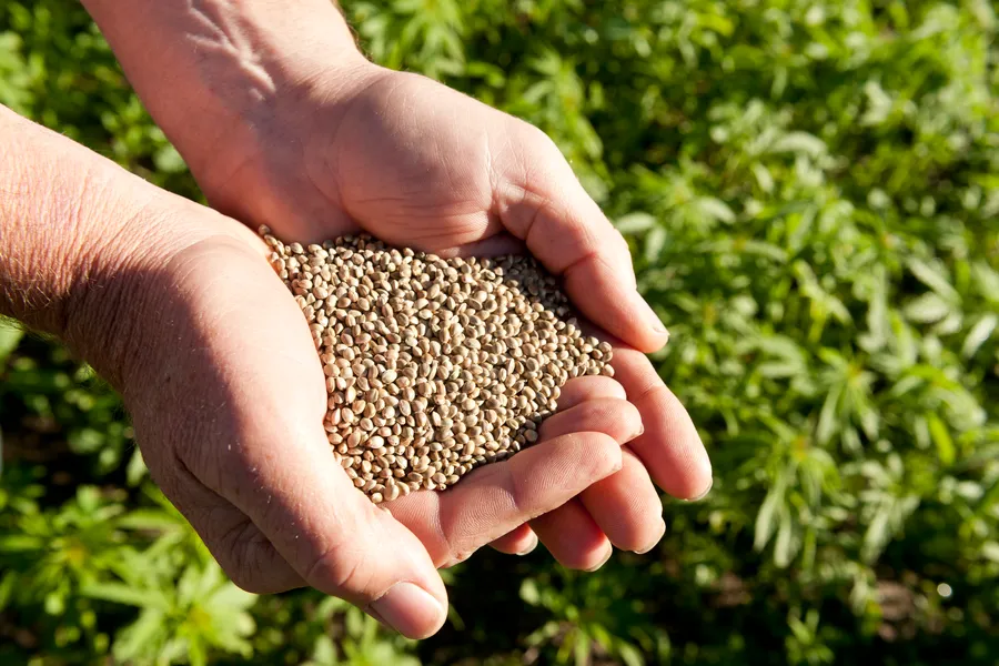 Pile of hemp seeds in cupped hands with hemp crop in background