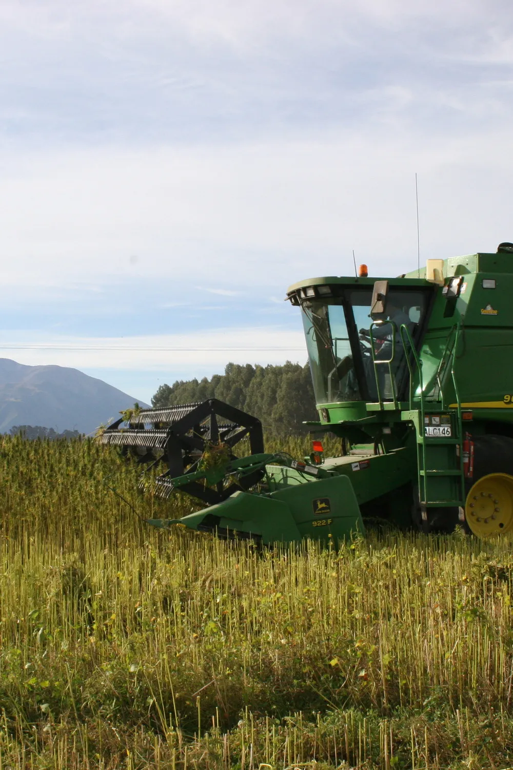 Harvester harvesting hemp crop with mountains in the background