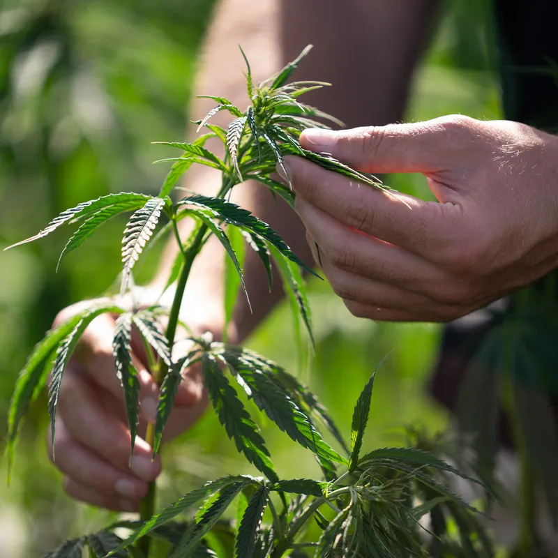 Close up of hands inspecting hemp crop