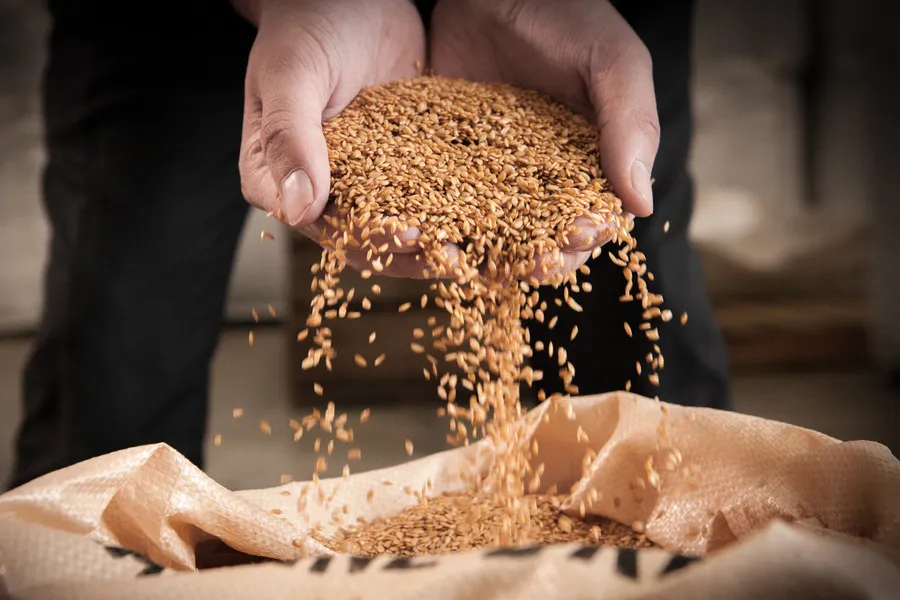 Hands pouring machined dressed golden linseed into sack