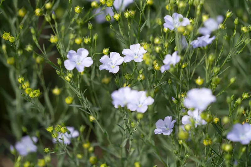 Purple linseed flowers in full bloom