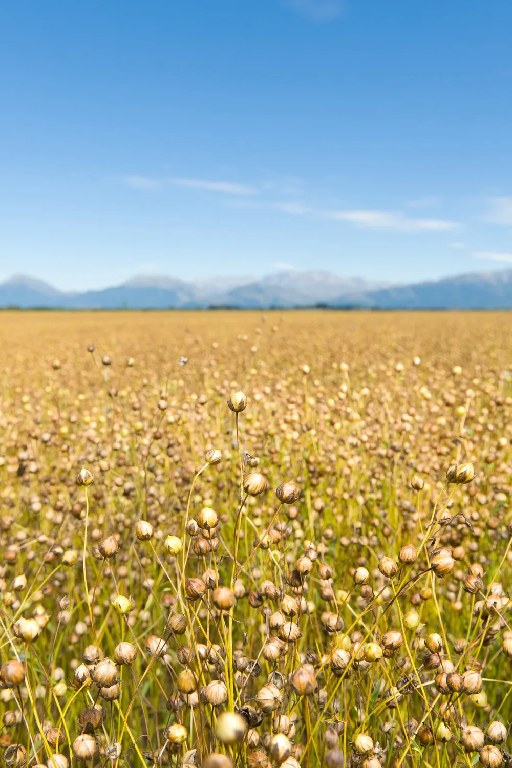 Linseed crop ready for harvest with mountains and blue sky in the background