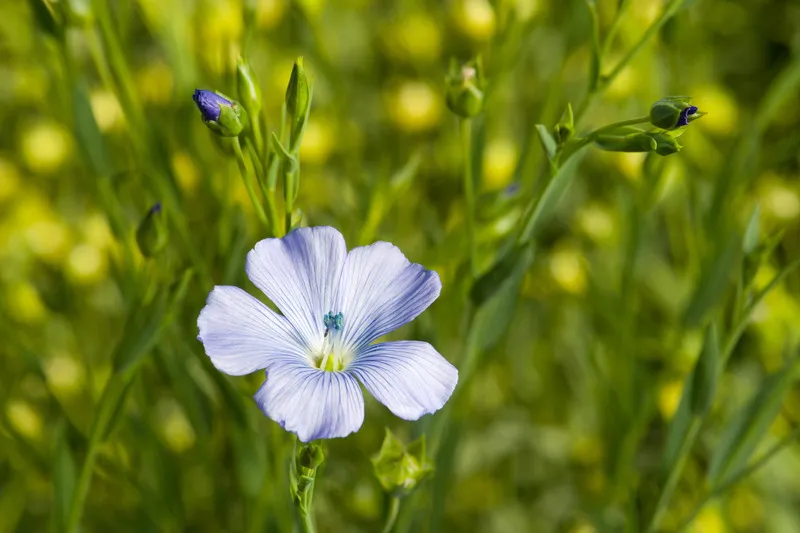 Single purple flowering linseed flower